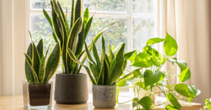 Potted Snake Plants inside an apartment