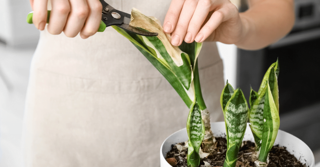 Propagating Snake Plants in Water for Beginners