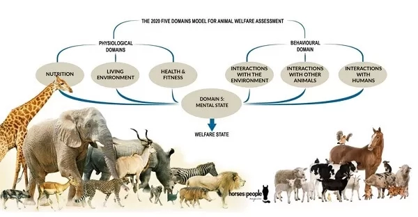 Inforgraphics of The Five Domains of Animal Welfare